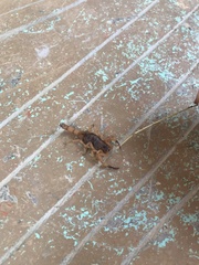 Tityus serrulatus