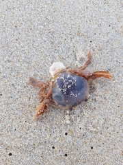 Polybius henslowii