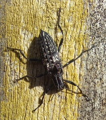 Homocyrtus dromedarius