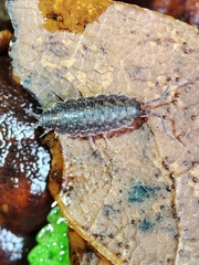 Porcellionides cingendus