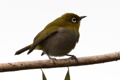 Zosterops virens capensis