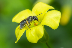 Lasioglossum viride