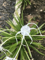 Hymenocallis