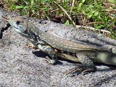 Leiolepis belliana