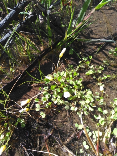 Image of Oxalis dregei by (c) Brian du Preez, some rights reserved (CC BY-SA)