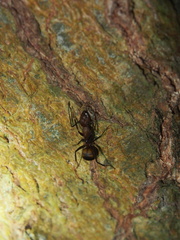 Camponotus nicobarensis