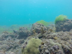Millepora alcicornis