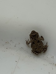 Rhinella