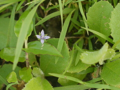 Lomatogonium minus