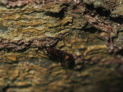 Camponotus nicobarensis