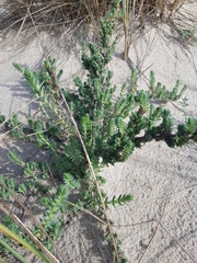 Crucianella maritima