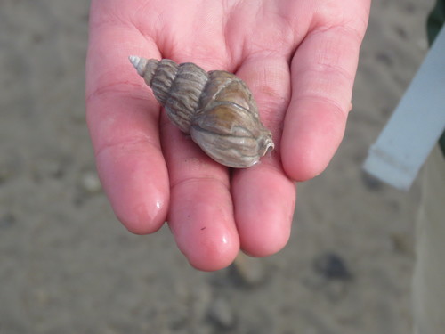 Buccinum scalariforme, 2018-08-15