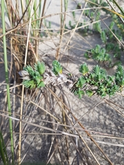 Crucianella maritima