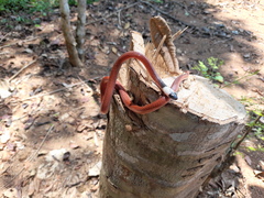 Drepanoides anomalus