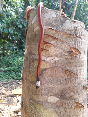 Drepanoides anomalus