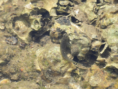 Omobranchus punctatus