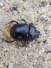 Ceratophyus hoffmannseggi