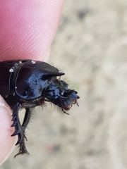 Ceratophyus hoffmannseggi