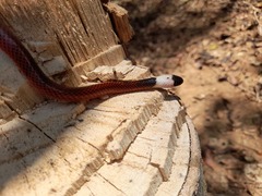 Drepanoides anomalus