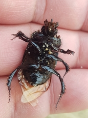 Ceratophyus hoffmannseggi