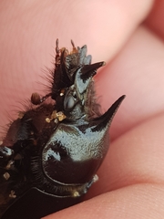 Ceratophyus hoffmannseggi