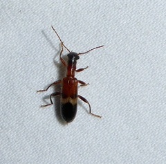 Cymatodera tricolor
