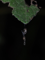 Eriovixia