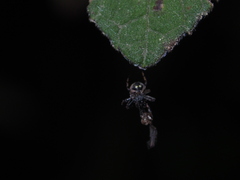 Eriovixia
