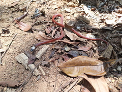 Drepanoides anomalus