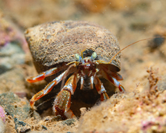 Pagurus acadianus