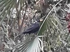 Turdus merula