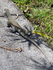 Leiolepis belliana