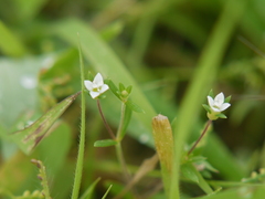 Oldenlandia stocksii
