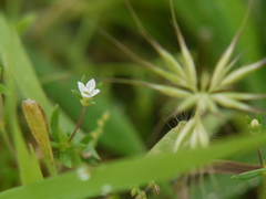 Oldenlandia stocksii