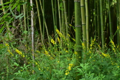 Agrimonia pilosa