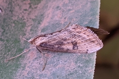 Evergestis isatidalis