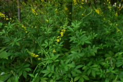 Agrimonia pilosa