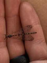 Galapagoleon darwini