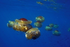 Cotylorhiza tuberculata