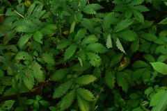 Agrimonia pilosa