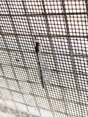 Galapagoleon darwini