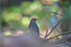 Turdus hortulorum