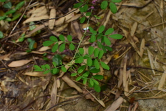 Indigofera bungeana