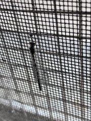 Galapagoleon darwini