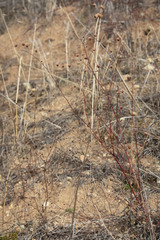 Eriogonum angulosum