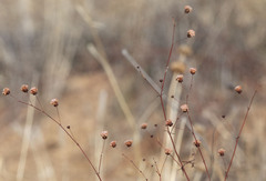 Eriogonum angulosum