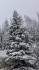 Pseudotsuga menziesii