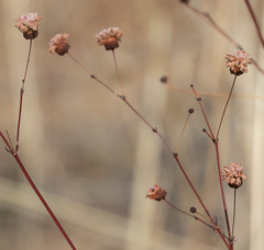 Eriogonum angulosum