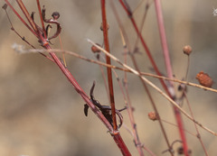 Eriogonum angulosum