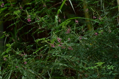 Indigofera bungeana
